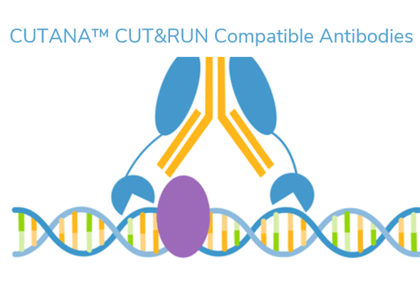 CUT&RUN Antibodies-01.gif